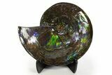 Museum Quality Ammonite (Ammolite) Fossil - Rare Purple! #313395-1